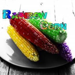 Rainbow Corn Picture